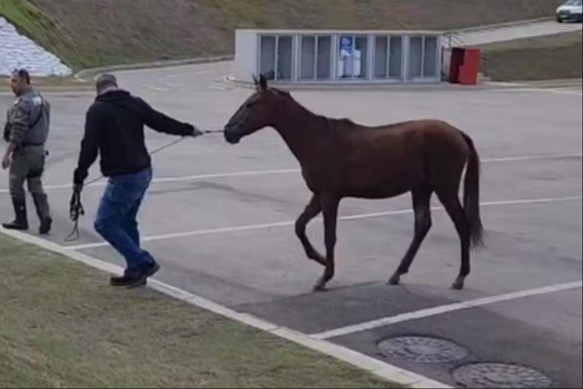 A ocorrência teve início após motoristas denunciarem a presença de um veículo que trafegava pela via puxando um cavalo por meio de uma corda